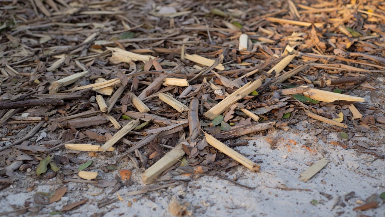 Close detail of forestry mulch and wood chips covering sandy Florida ground after clearing